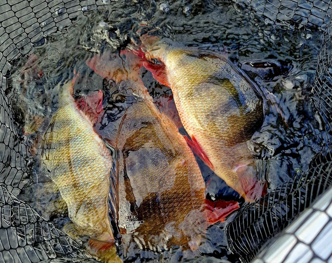 Strike Pro Pigster Crawler 10 cm